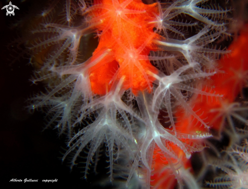 A Red coral