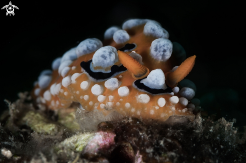 A Phyllidia ocellata nudibranch