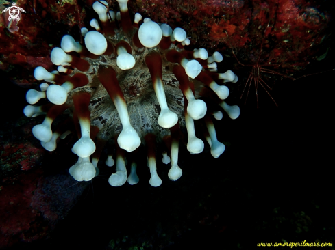 A Anemone di mare + granchio 