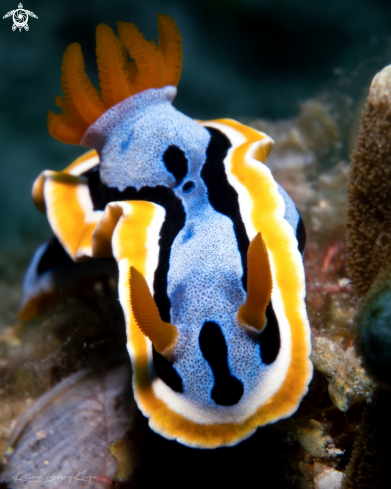 A Nudibranch Portrait 