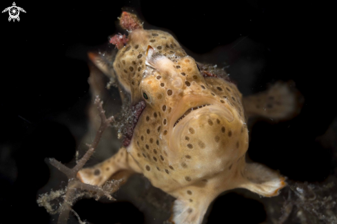 A Warty Frogfish