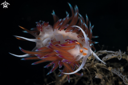 A Cratena peregrina nudibranch