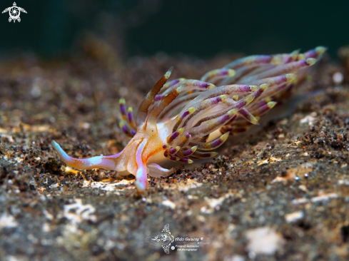 A Godiva Nudibranch