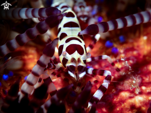 A Coleman Shrimp in a Fire Urchin