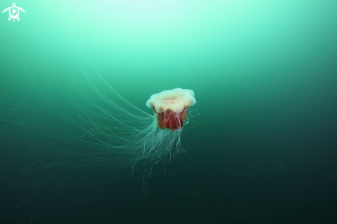 A Lions mane jelly