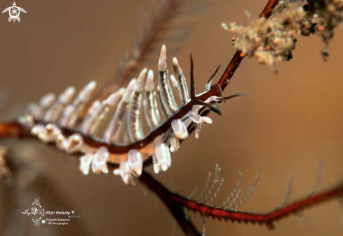 A Eubranchus sp.25 (NSSI2) | Sea Slug