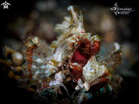 A Hipposcorpaena filamentosa Fowler, 1938 | Ex Rhinopias Filamentosa (Standard length of 3.5 cm - 1.4 in)