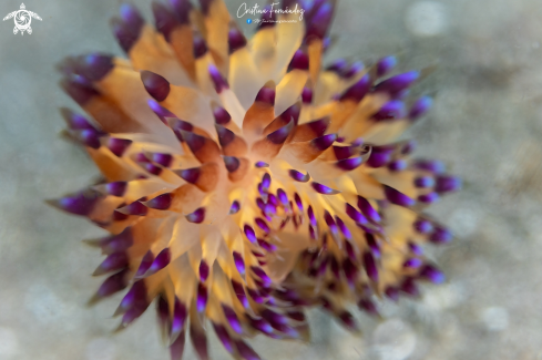 A Nudibranch