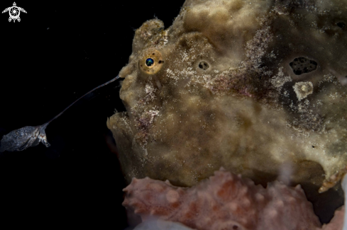 A Painted Frogfish