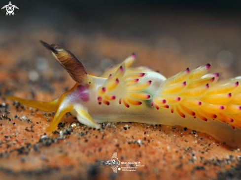 A Scientific Name: Favorinus mirabilis Baba, 1955 | Nudibranch (Less than 10 mm/0.39 Inch)