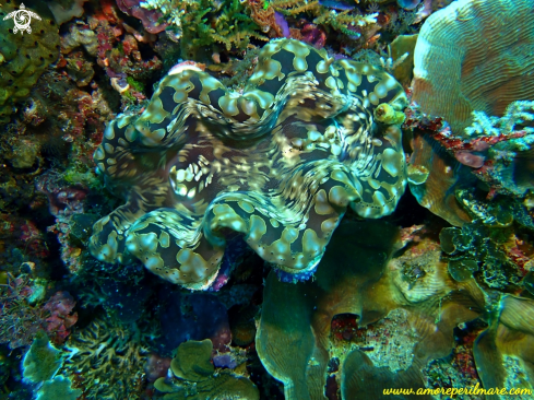 A Tridacna