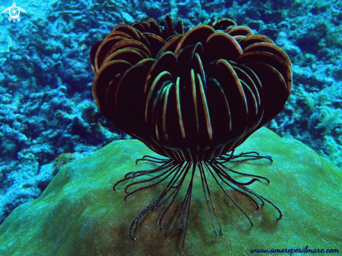 A Crinoide, Giglio di mare o stella marina piumata 