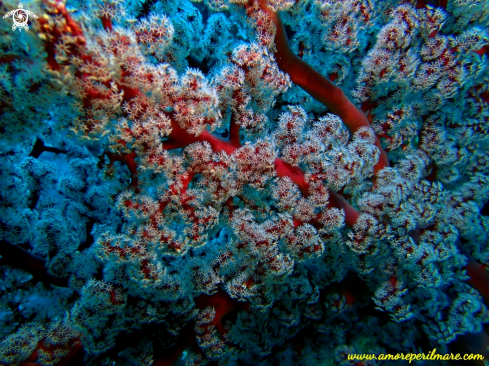 A Corallo di fiori di ciliegia 