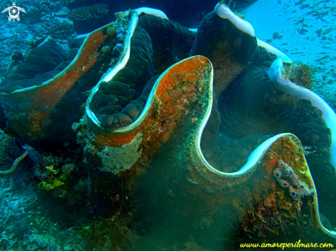 A Tridacna gigante 