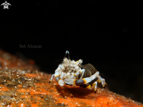 A Gnathophyllum americanum, bumblebee shrimp