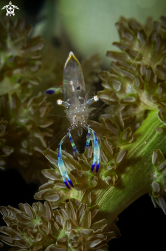 A Ghost shrimp