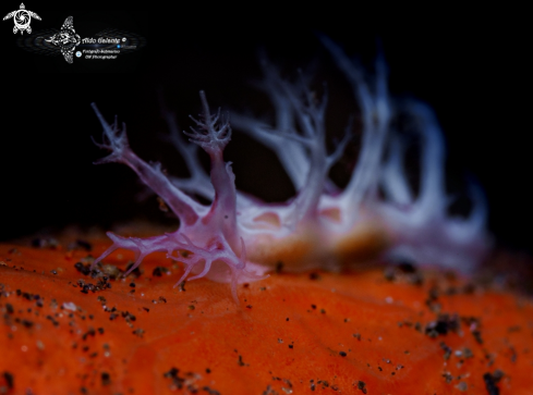 A Tritonia sp. | Sea Slug