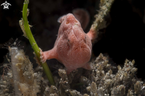 A Painted Frogfish