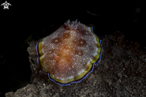 A Goniobranchus sp.