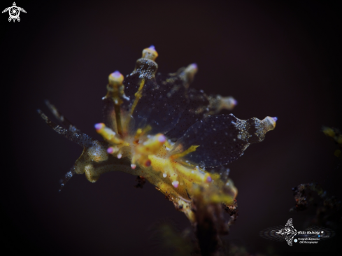 A Eubranchus sp. | Sea Slug