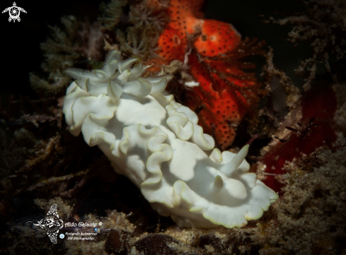 A Nudibranch