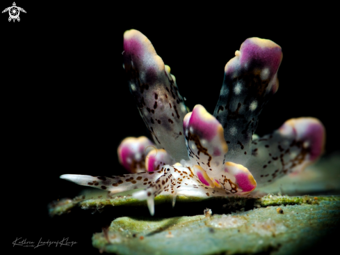 A Butterfly Sea Slug 