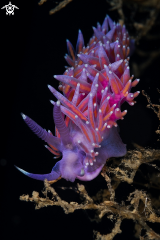 A Flabellina nudibranch