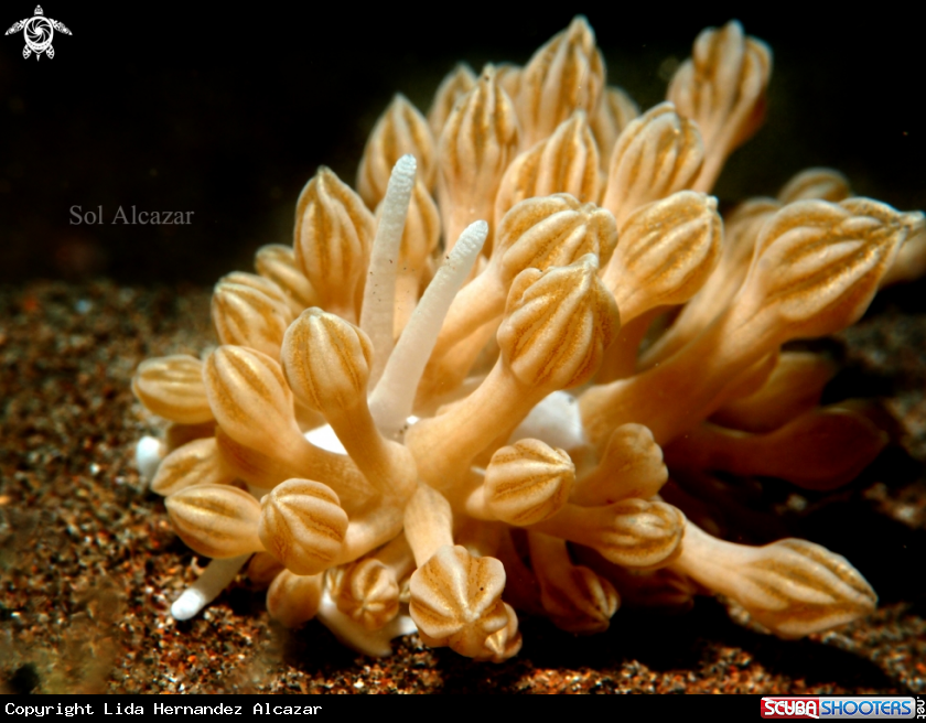 A Xenia Mimic nudibranch