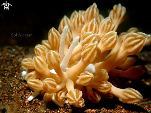 A Xenia Mimic nudibranch