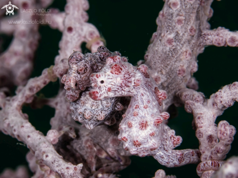 A Pygmy Seahorse