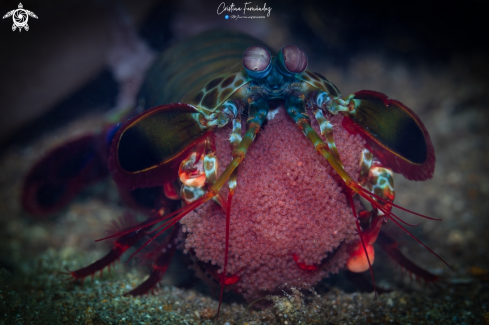 A Peacock mantis shrimp