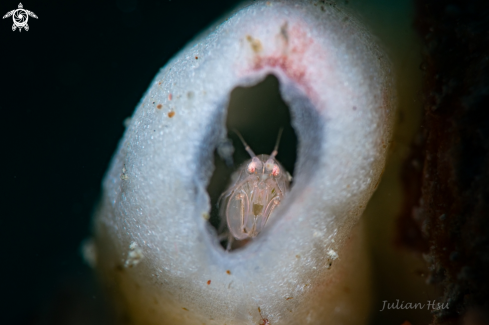 A Amphipod