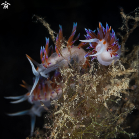 A Cratena nudibranch 