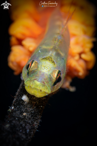 A Goby