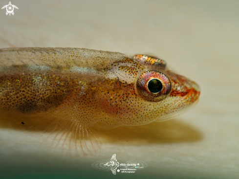 A  Whip Coral Goby 