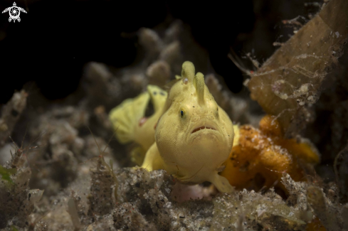 A Painted Frogfish