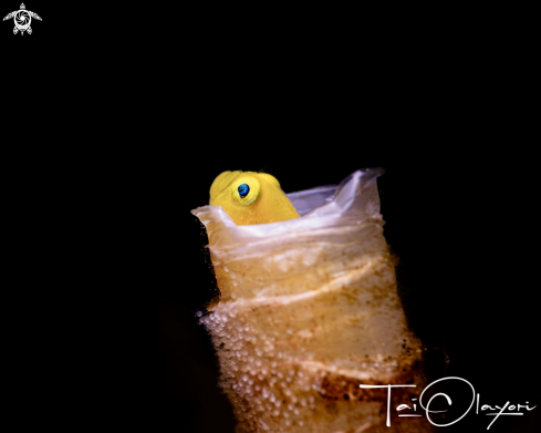 A Yellow Pygmy Goby 