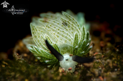 A Costasiella usagi Ichikawa, 1993 | Sea Slug