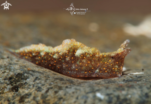 A Elysia sp. | Sea Slug