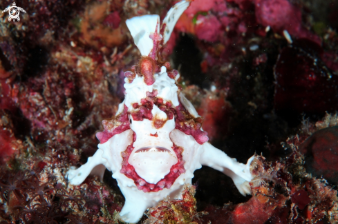 A Frog Fish