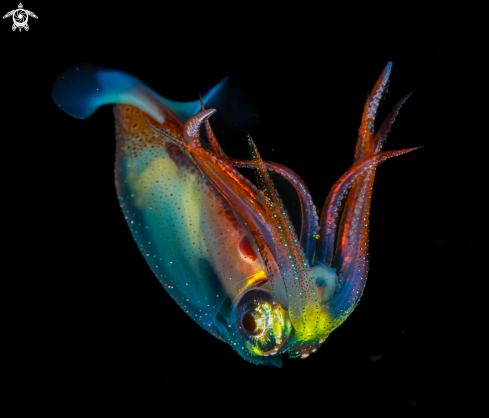 A Reef Squid