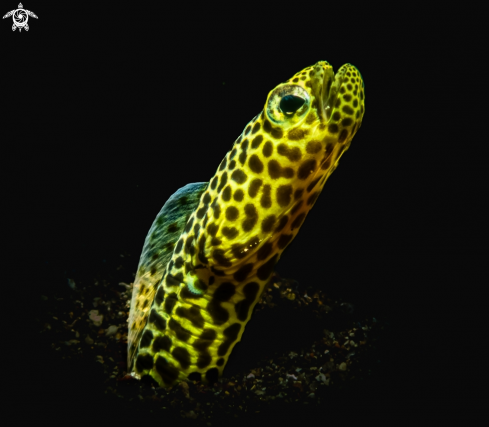 A Taylors garden eel