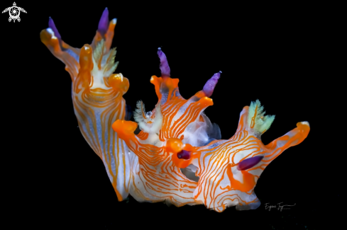 A Pikachu nudibranch