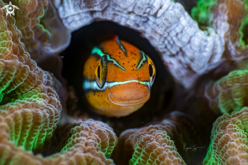 A fangblenny