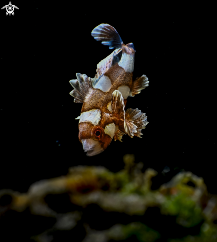 A Juvenile Harlequin Sweetlips