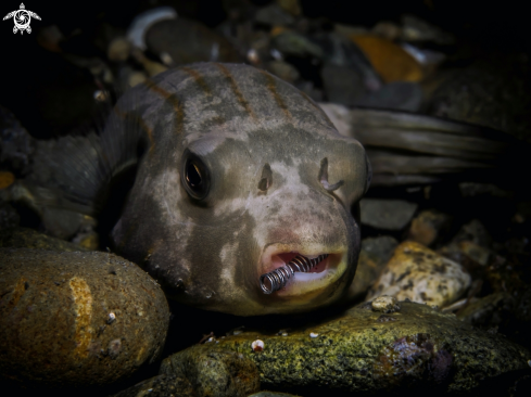 A Narrow Lined Puffer Fish