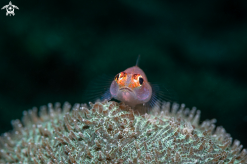 A Goby