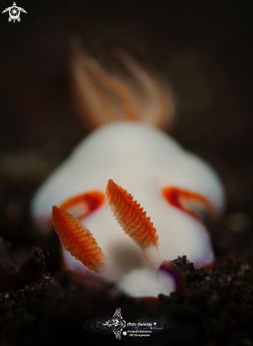 A Nudibranch