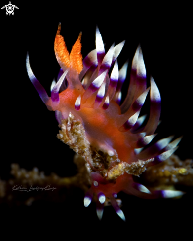 A Flabellina nudibranch 