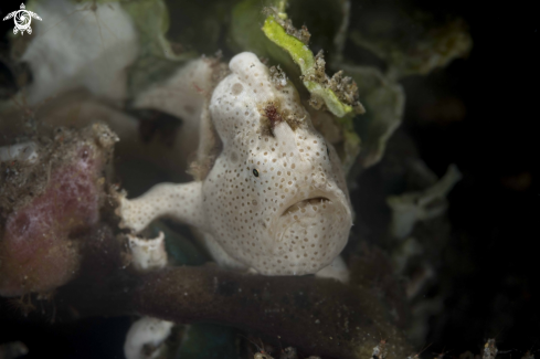 A Painted Frogfish